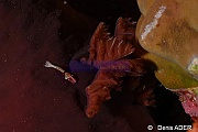 Periclimenes imperator-Asteronotus hepaticus Doris hepatique nudi Tomia Hondue Slope-9m-20180525-Denis-ADER-DSC_0666_tn